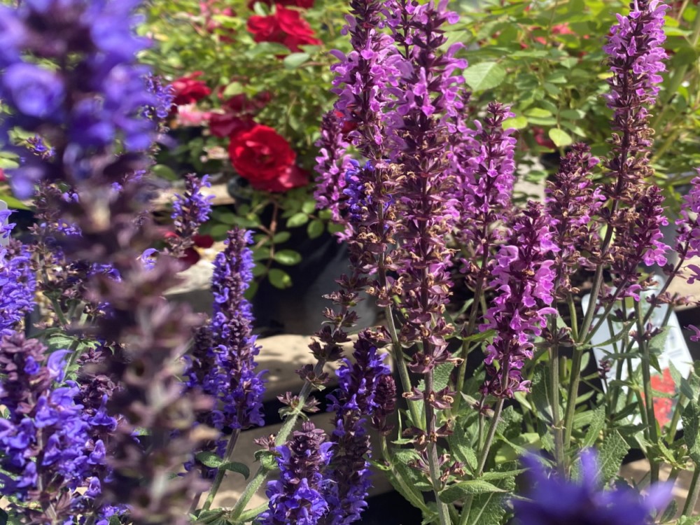 Salvia