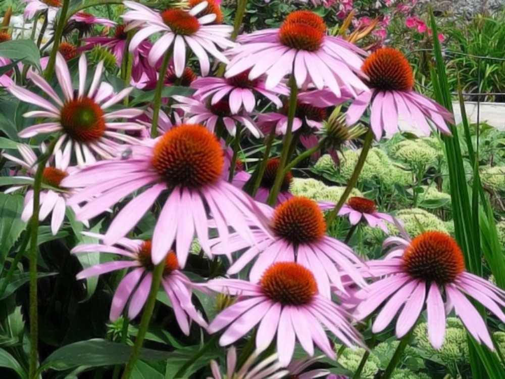Coneflower 