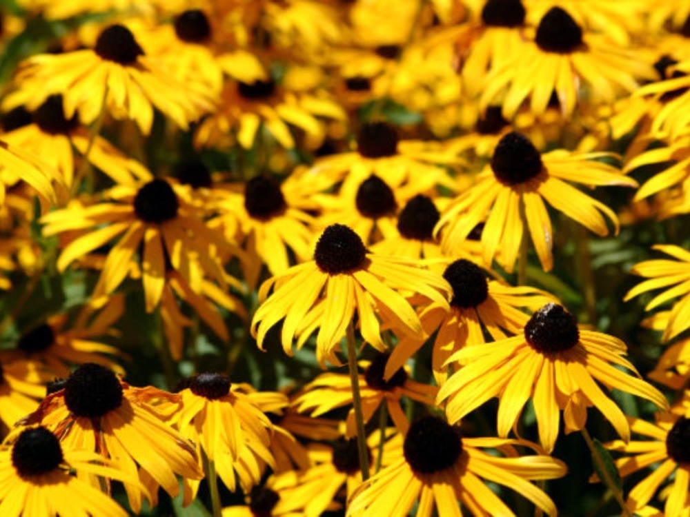 Coneflower 