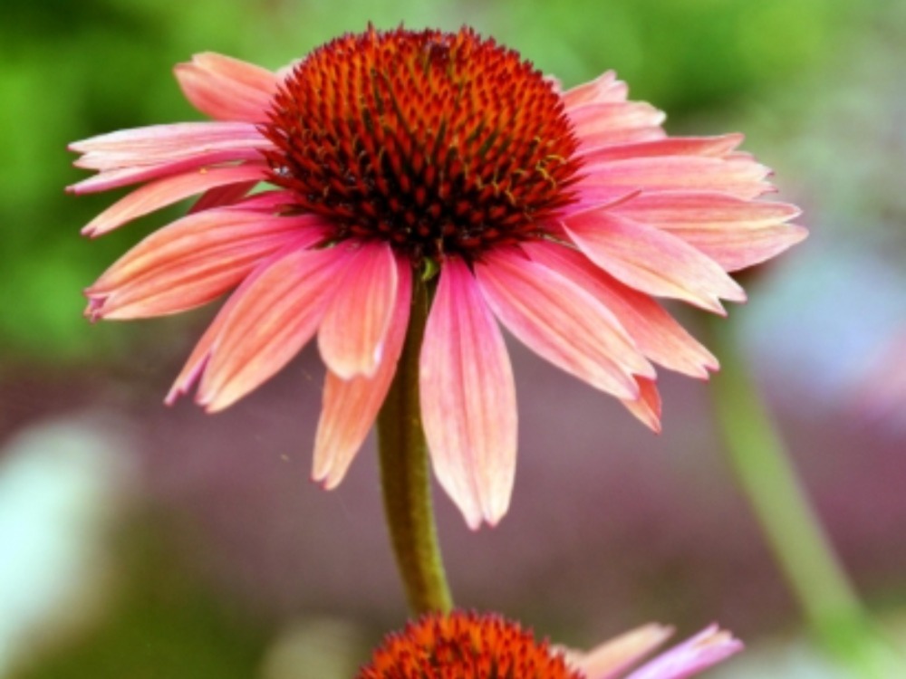 Coneflower 