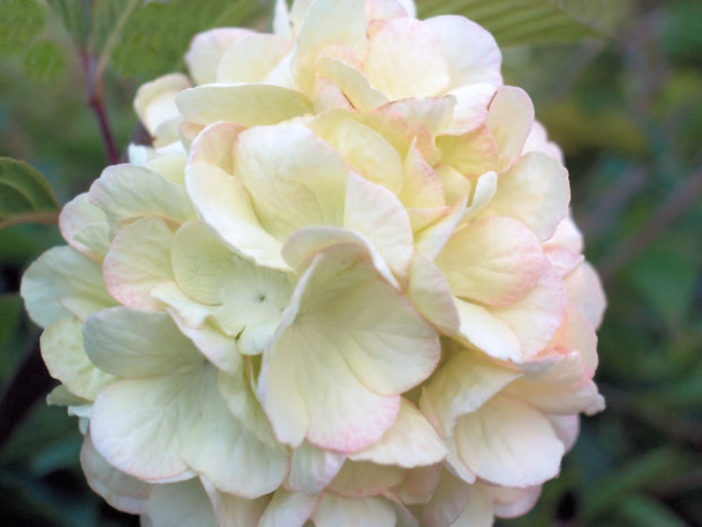 Hydrangeas
