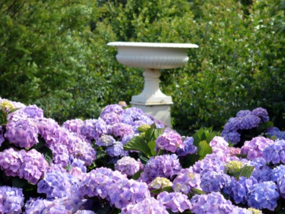 Hydrangeas