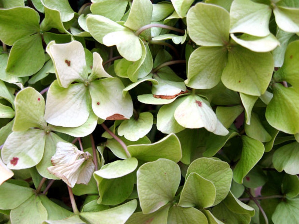 Hydrangeas