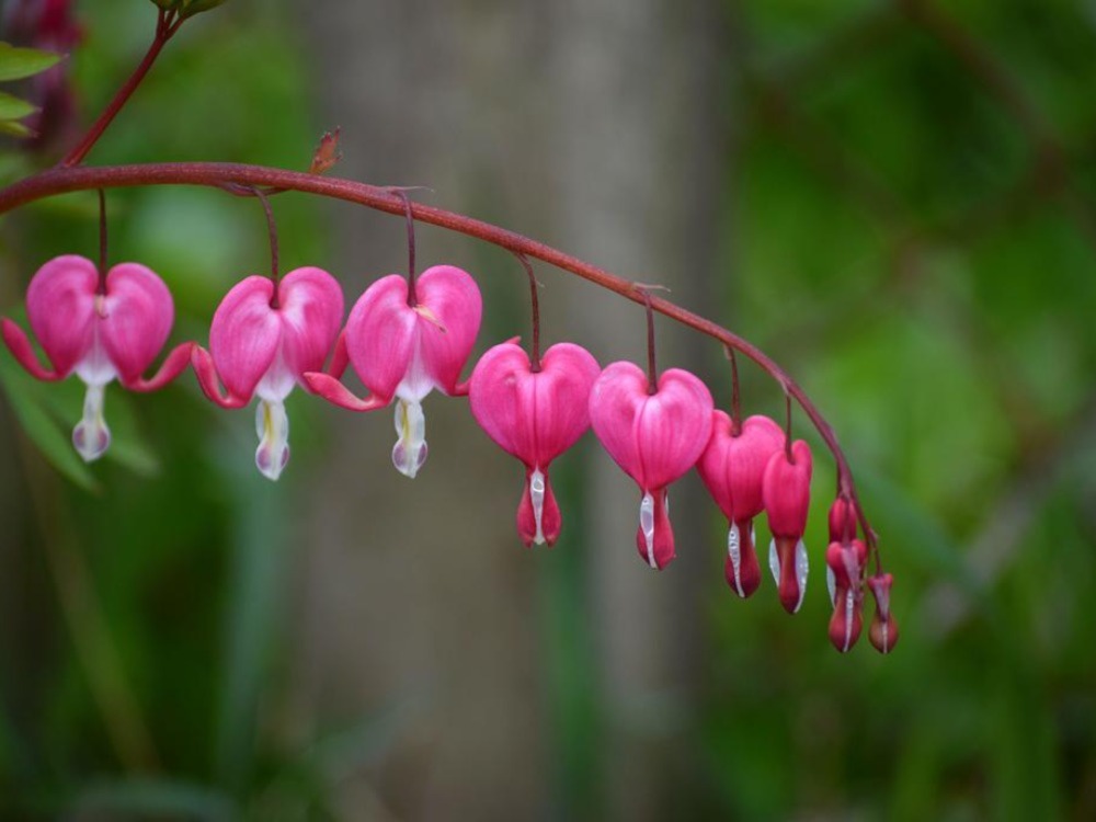 Bleeding Hearts