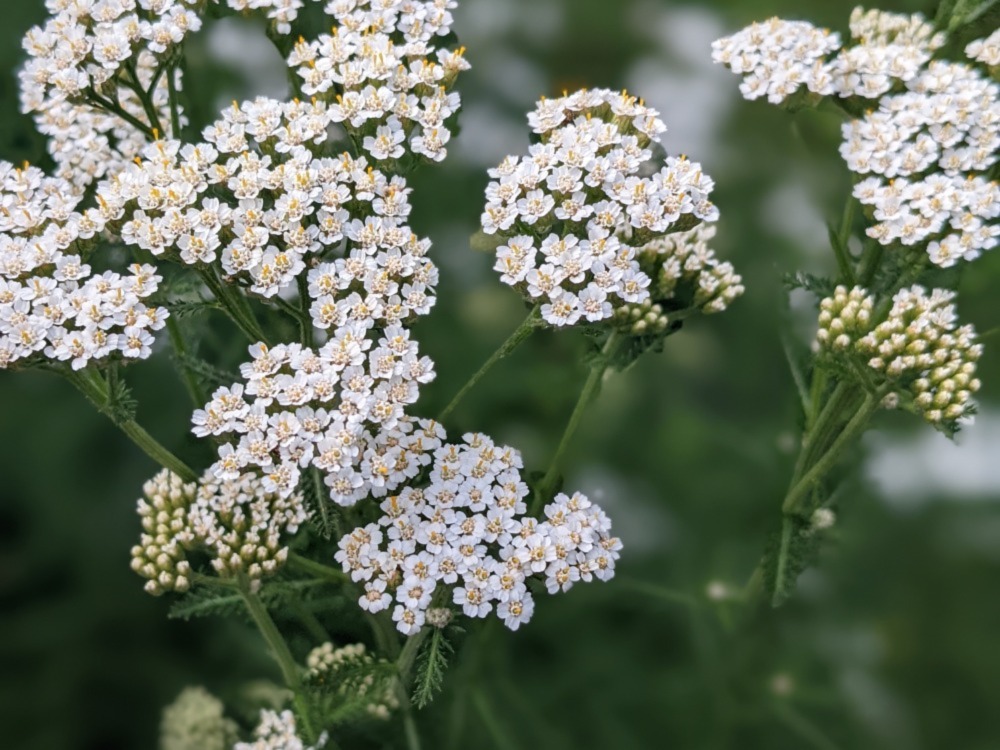 Yarrow