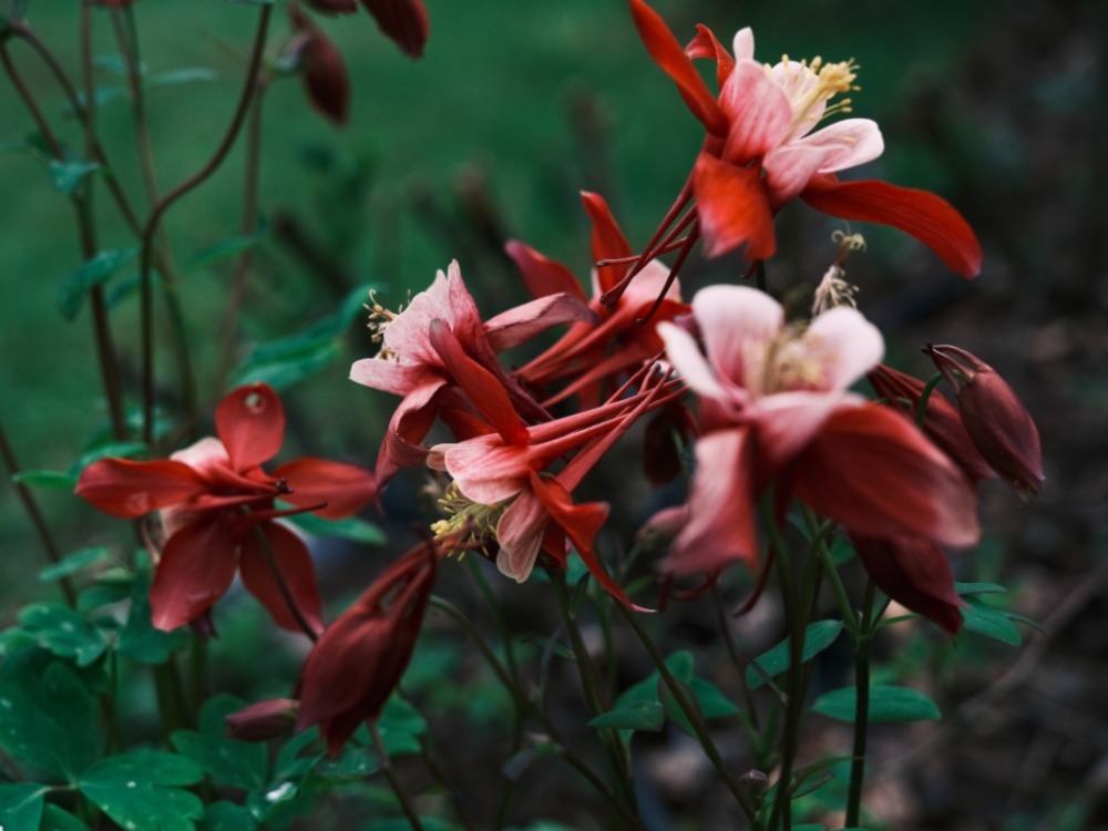 Columbines