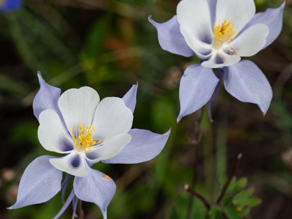 Columbines