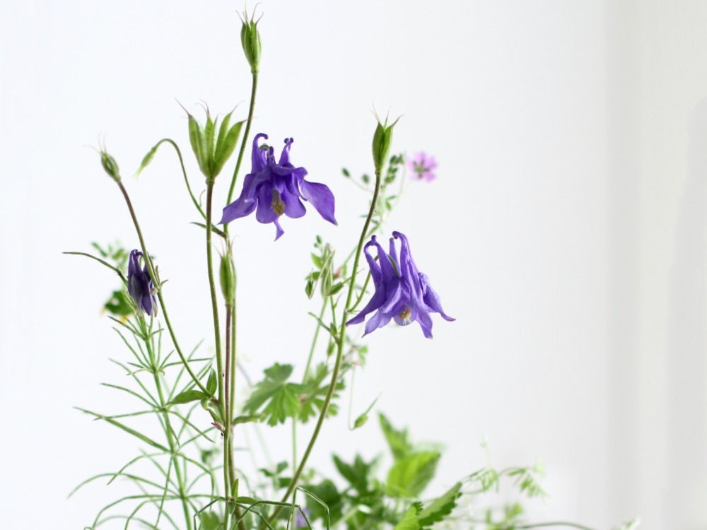 Columbines