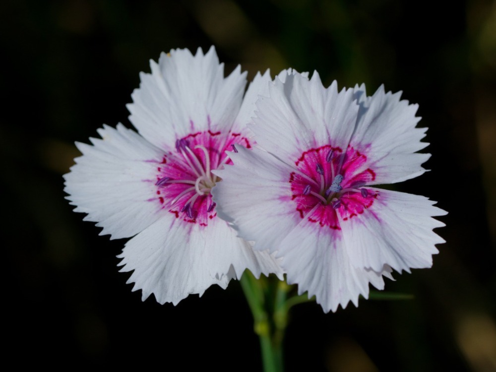Maiden Pinks