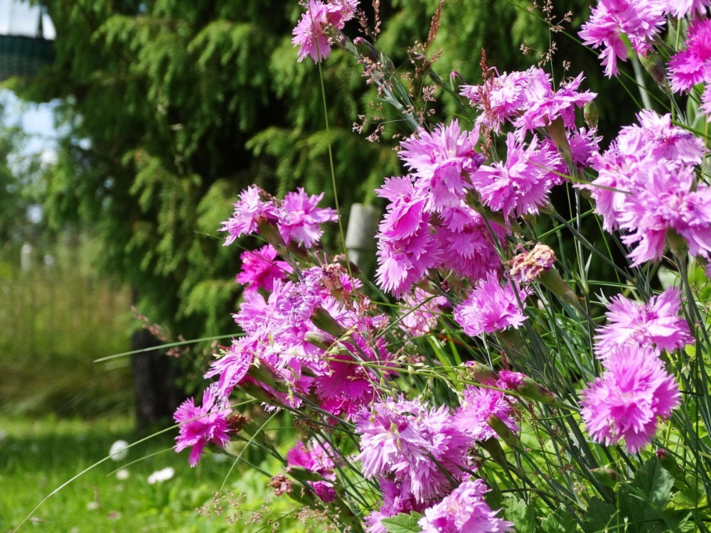 Maiden Pinks