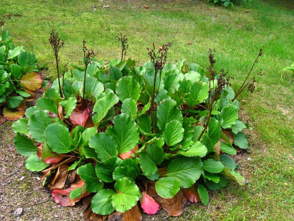 Winterglow Heartleaf Bergenia