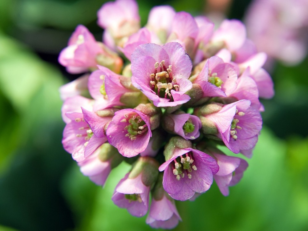 Winterglow Heartleaf Bergenia