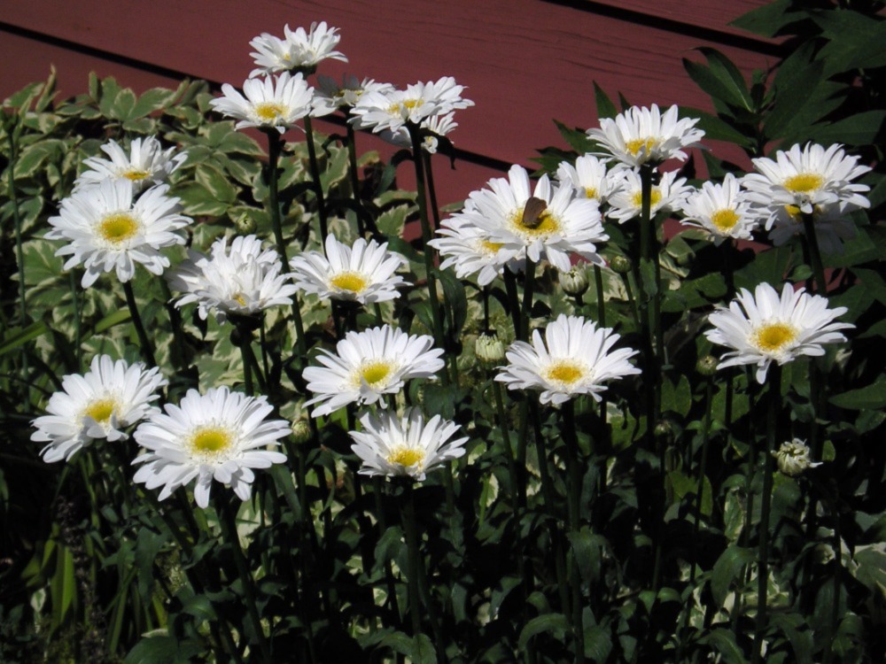 Real Sunbeam Shasta Daisy