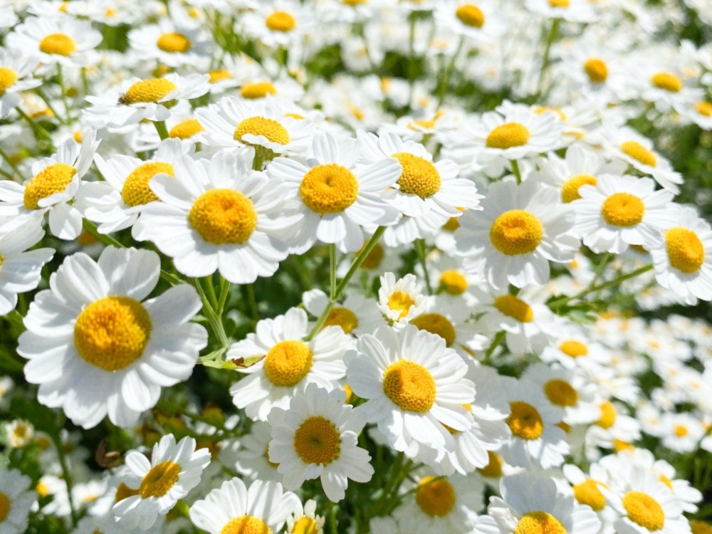 Real Sunbeam Shasta Daisy