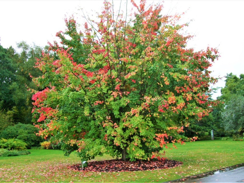 Maple Trees