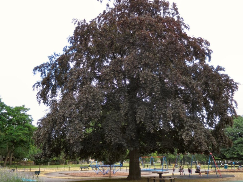 Maple Trees