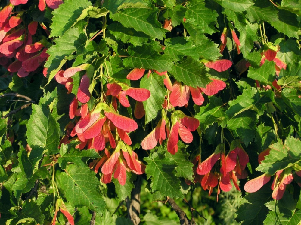 Maple Trees
