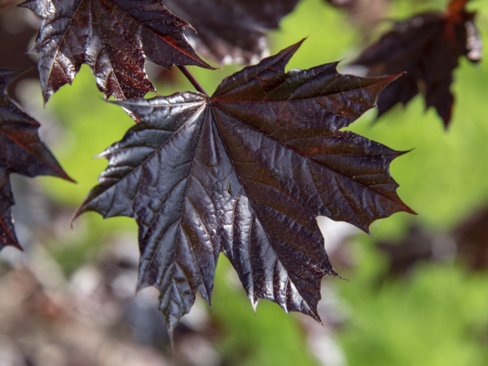 Maple Trees