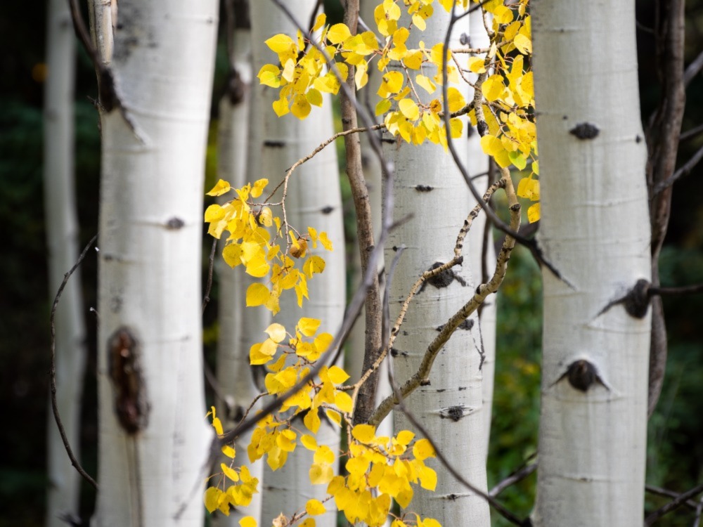 Birch Trees