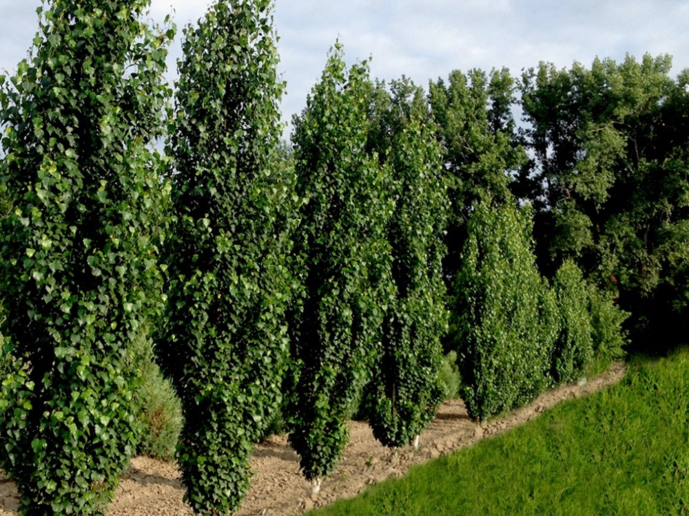 Birch Trees