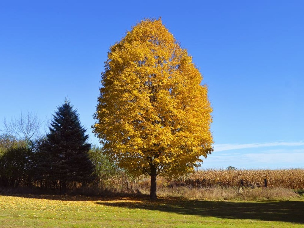 Birch Trees