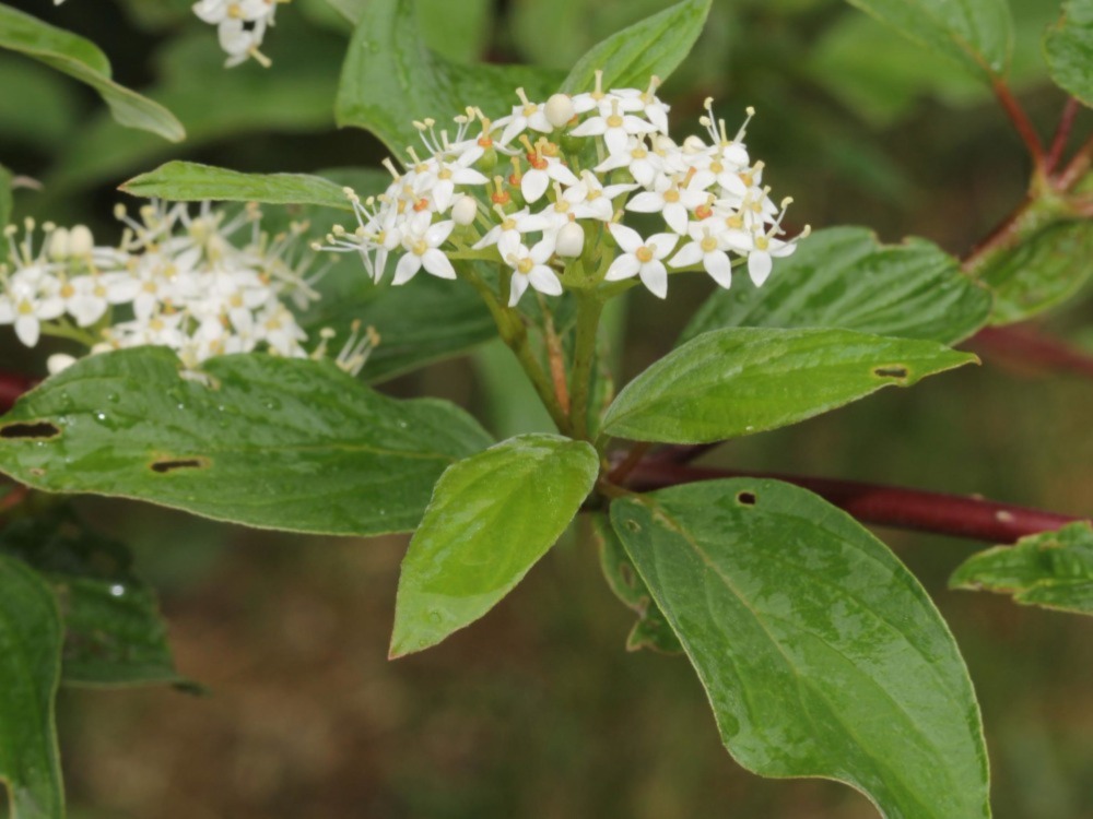 Dogwood