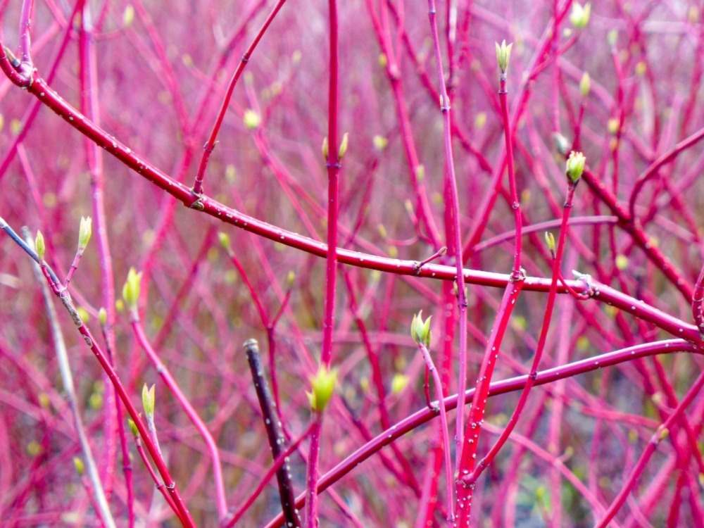 Dogwood