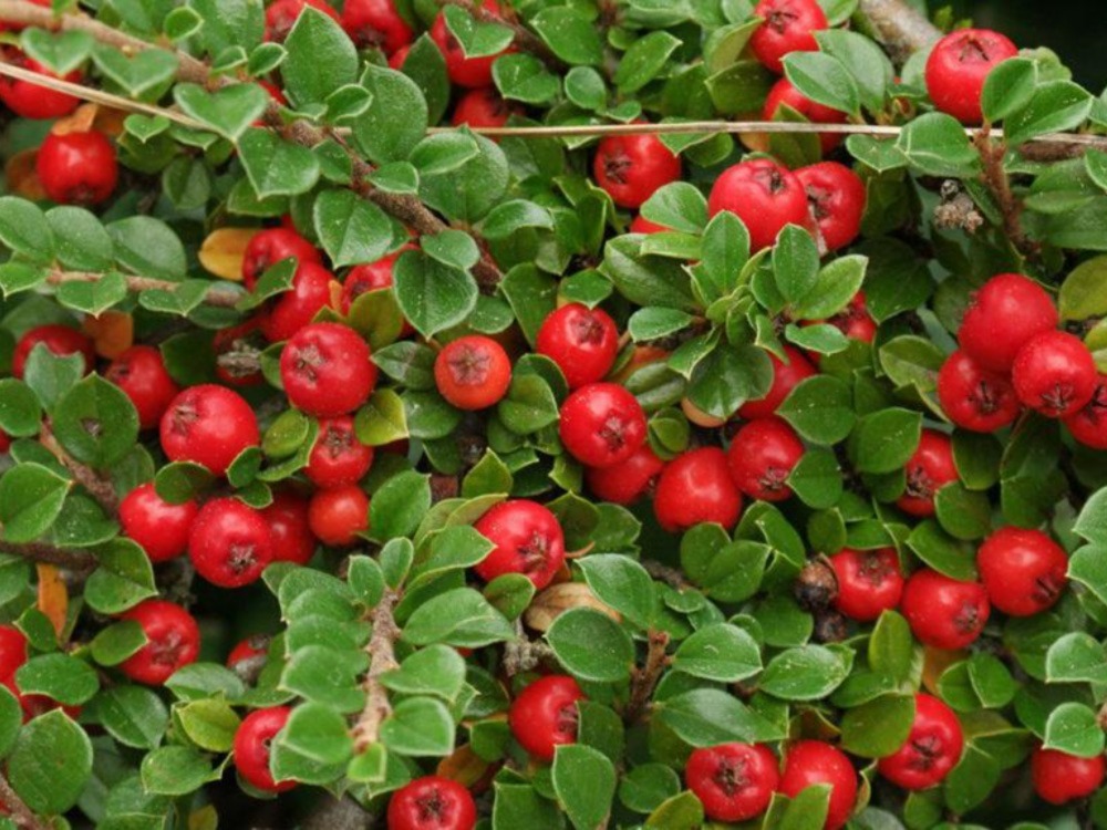 Hedge Cotoneaster