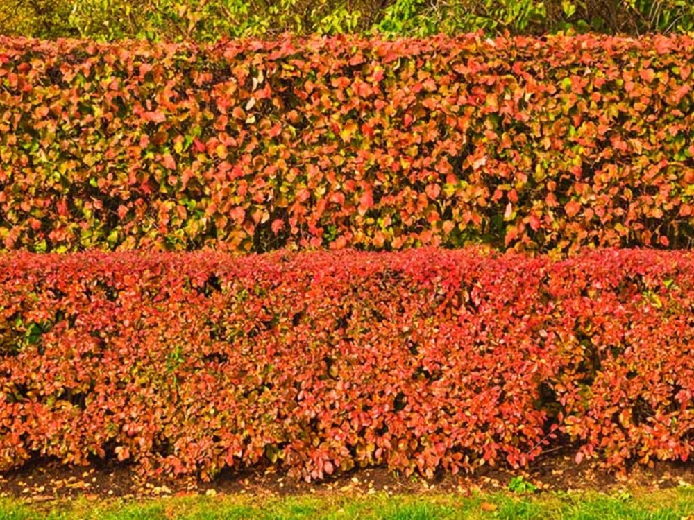 Hedge Cotoneaster