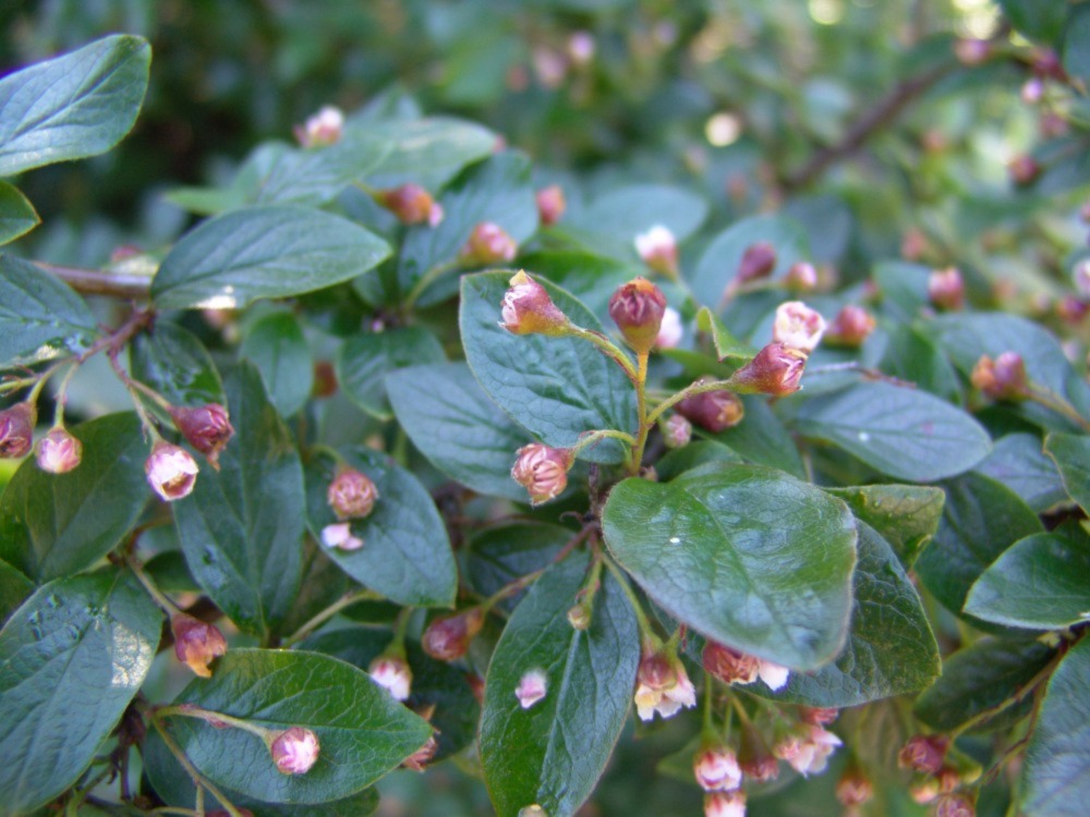 Hedge Cotoneaster