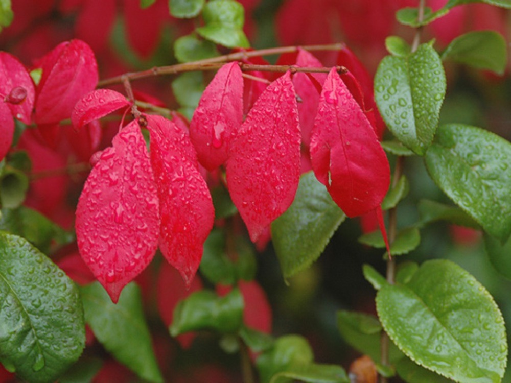 Dwarf Burning Bush