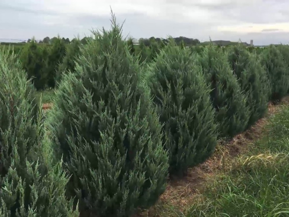 Upright Junipers