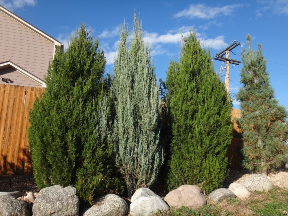 Upright Junipers
