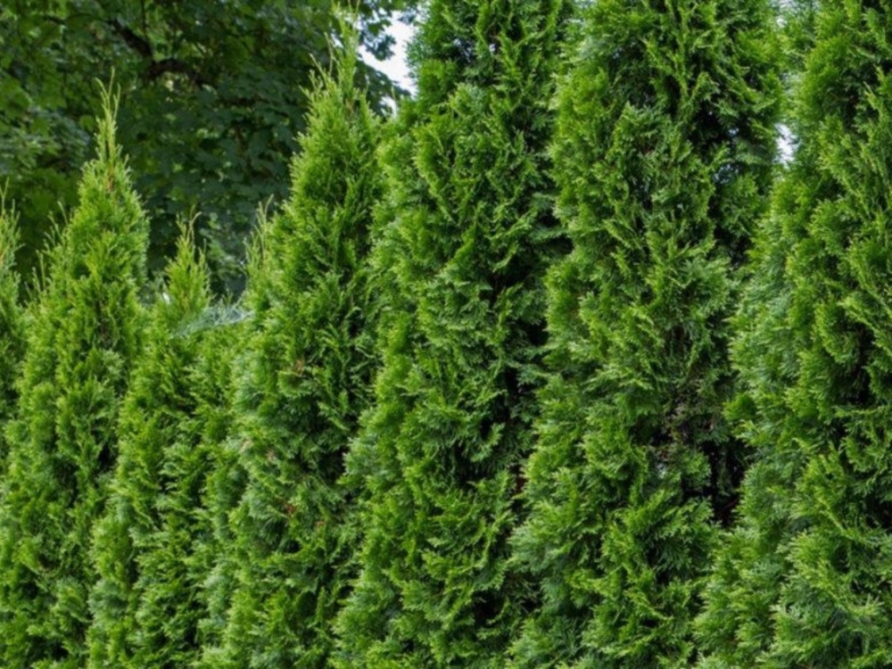 Upright Junipers