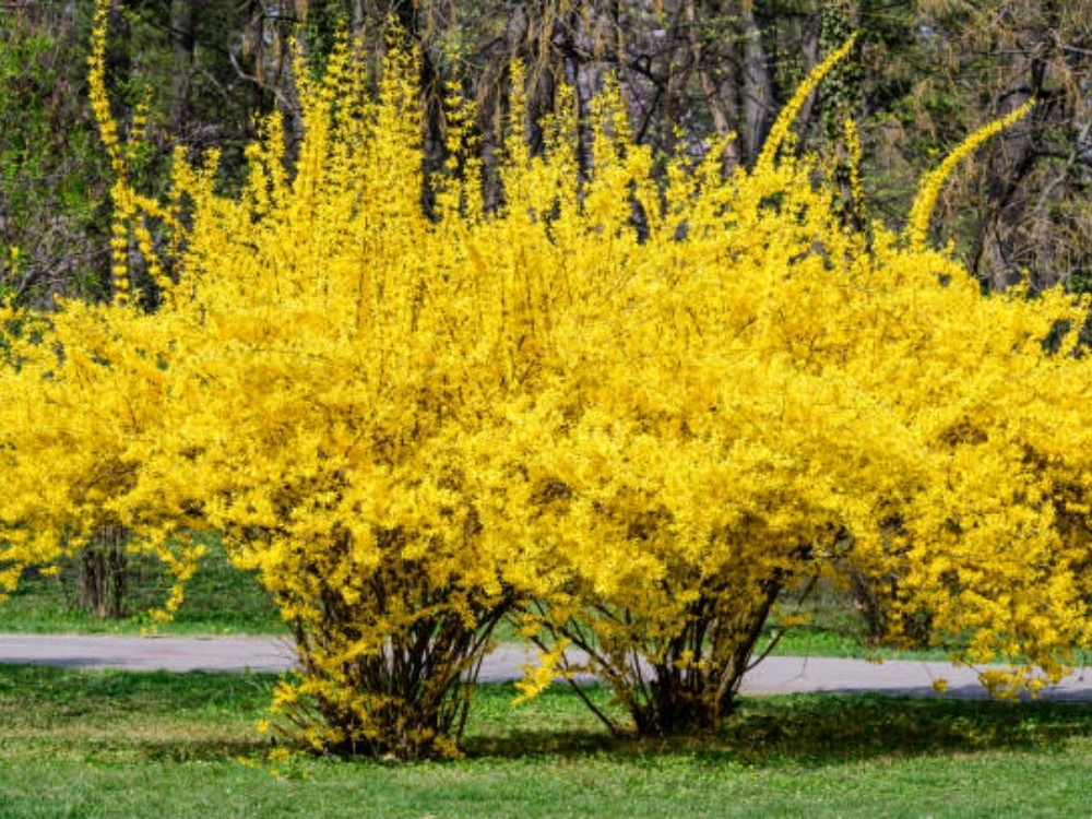 Northern Gold Forsythia