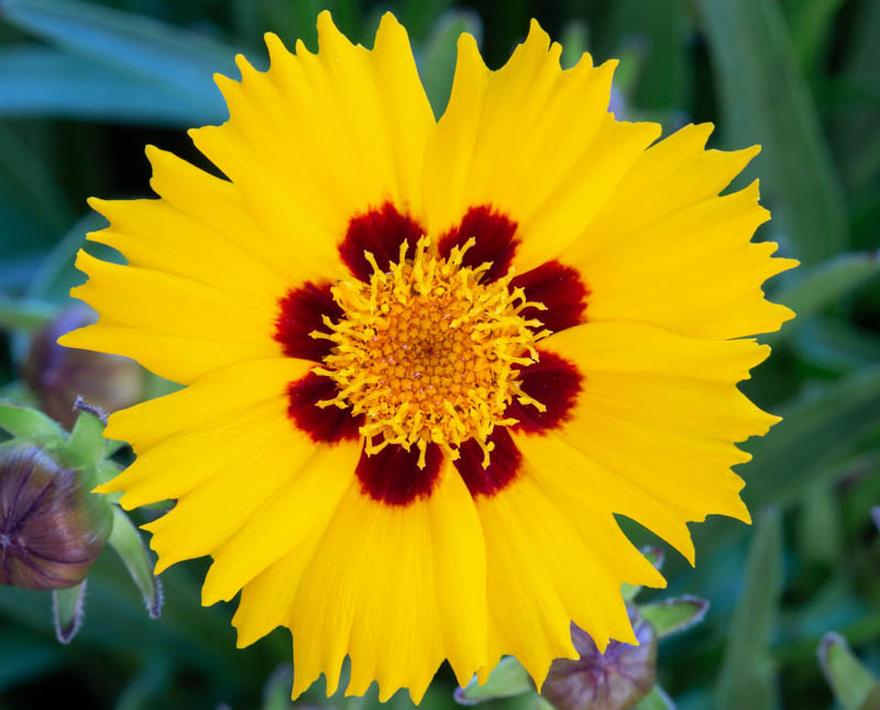 Solar Jewel Tickseed