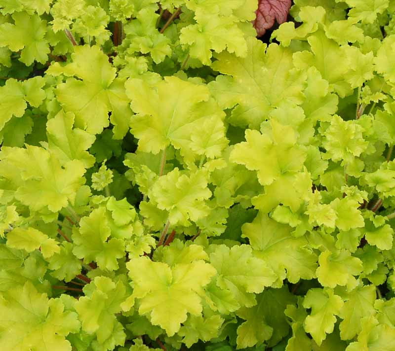 Coral Bells