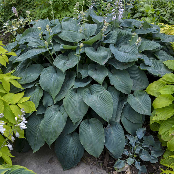 Hosta