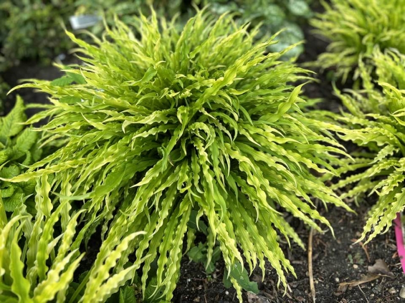 Hosta