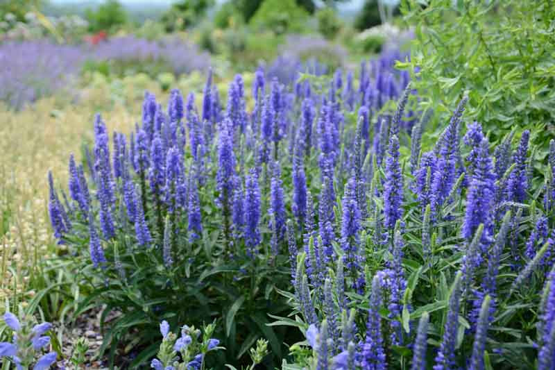 Speedwell