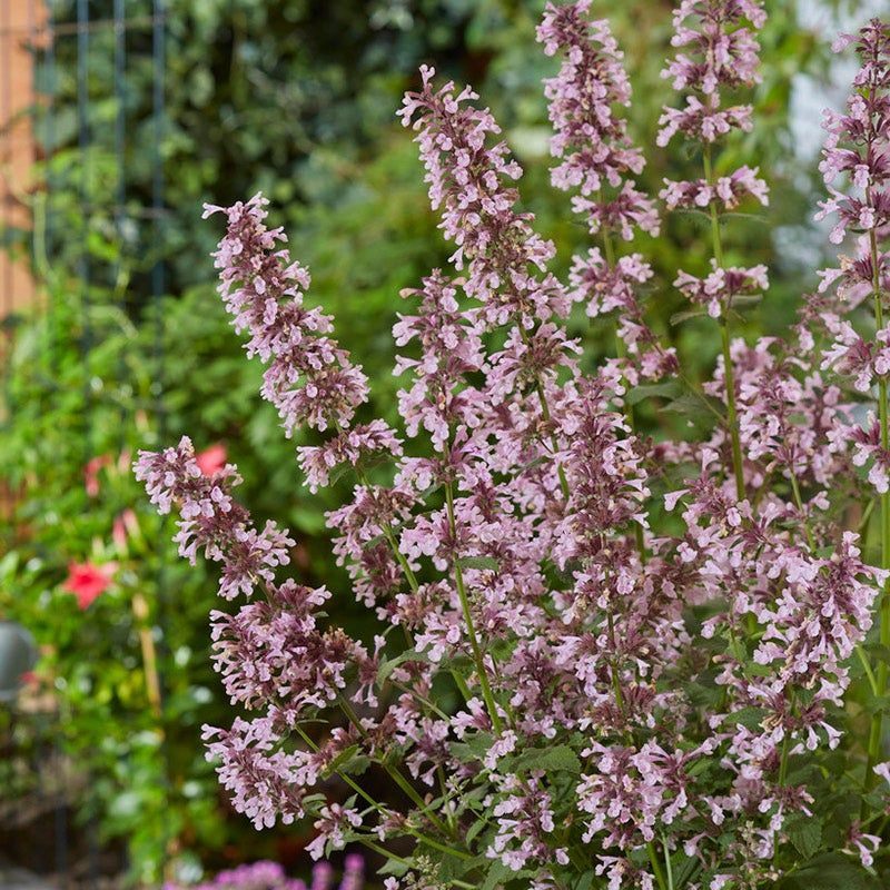 Catmint 