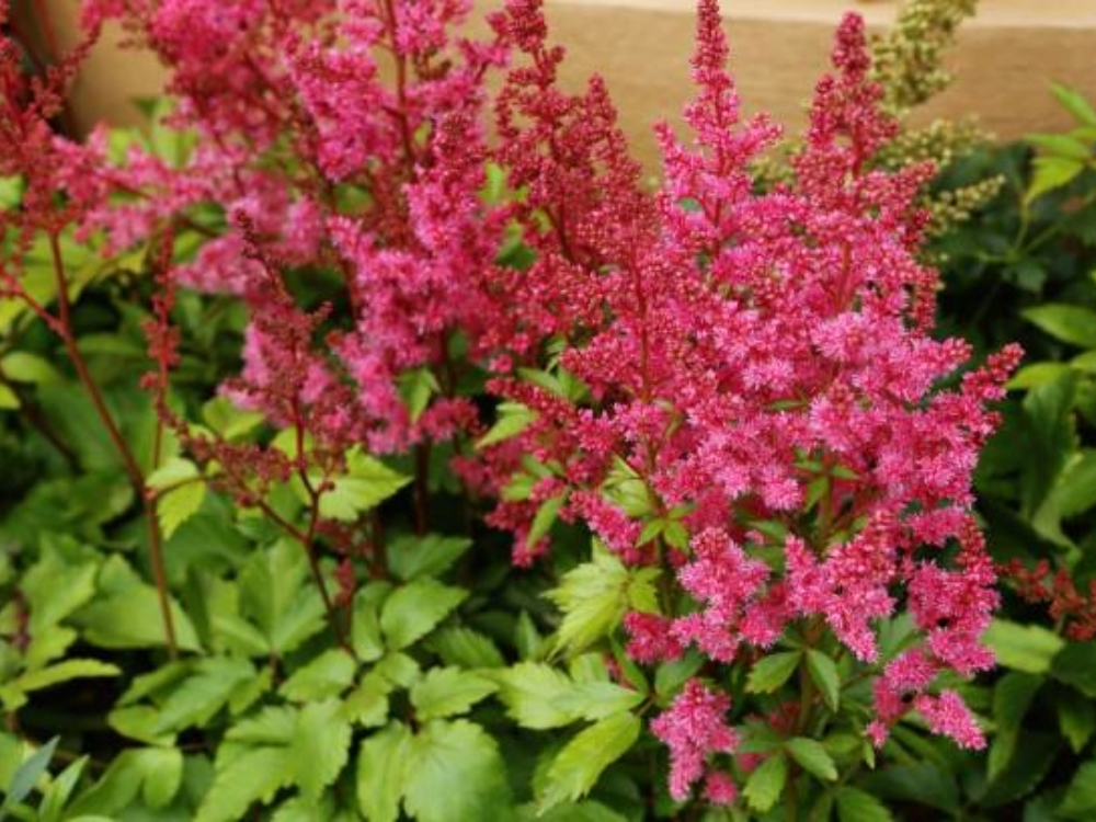 Visions in Pink Chinese Astilbe