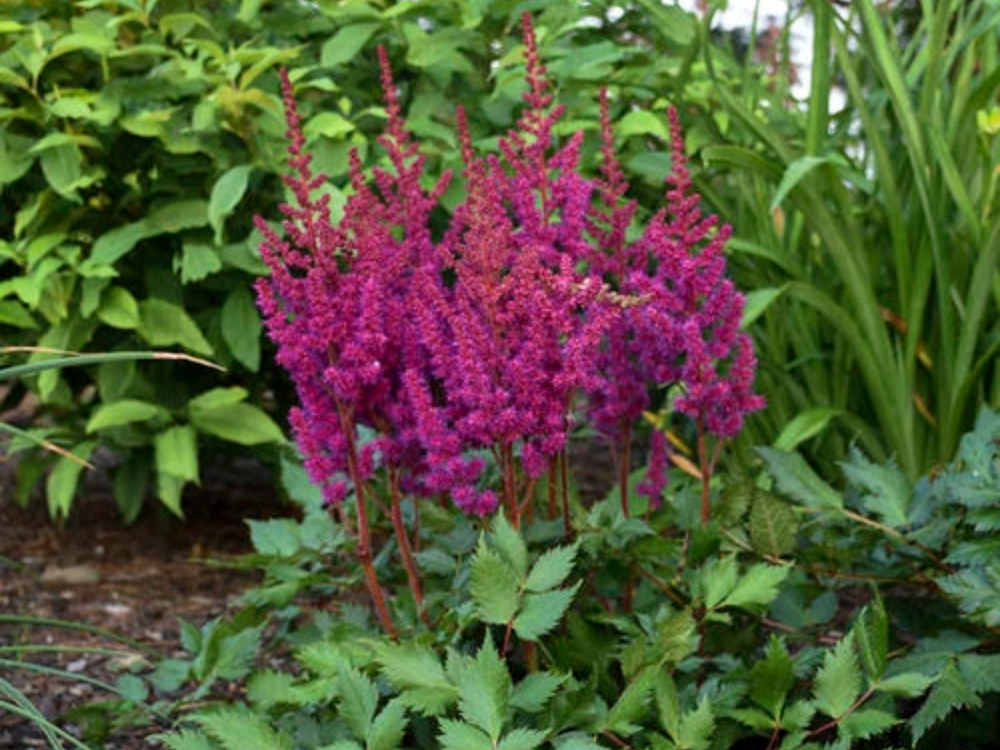 Visions in Pink Chinese Astilbe