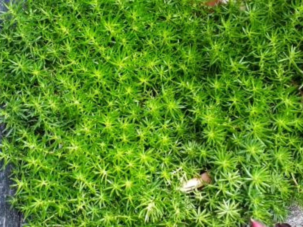 Irish Moss