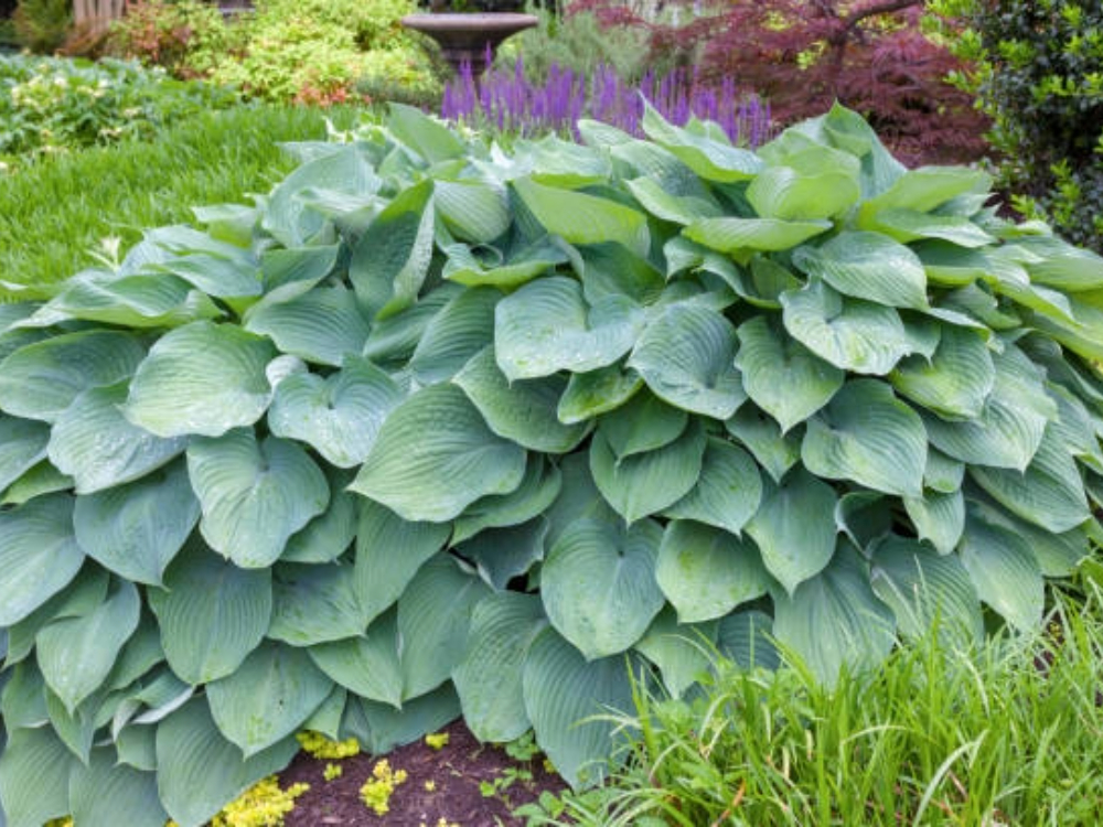 Hosta