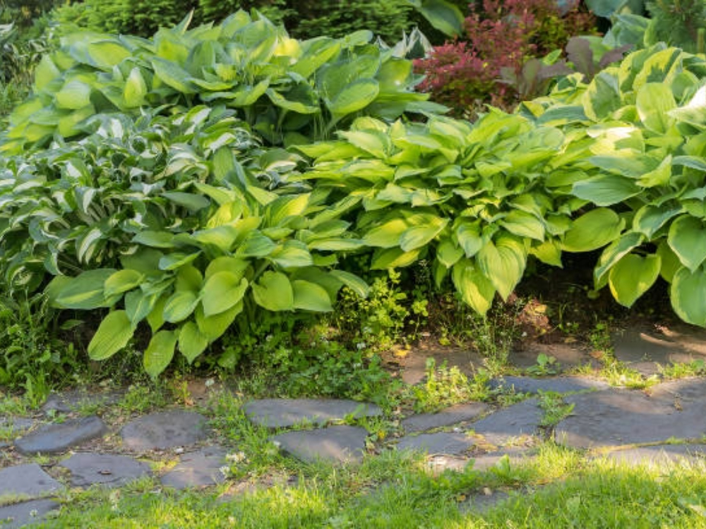 Hosta