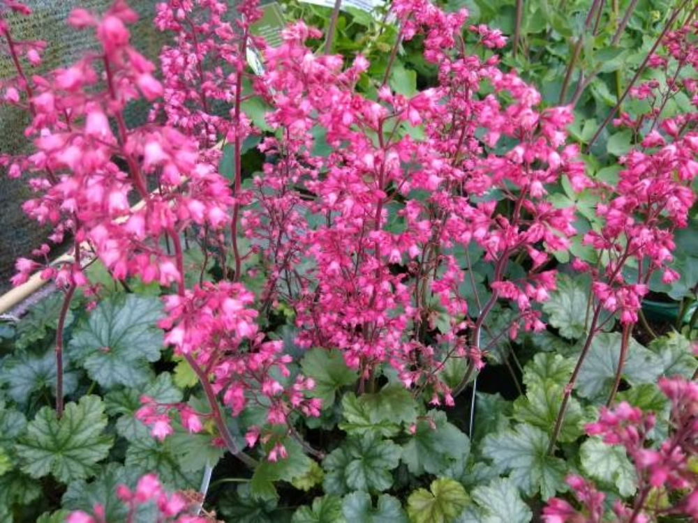 Coral Bells
