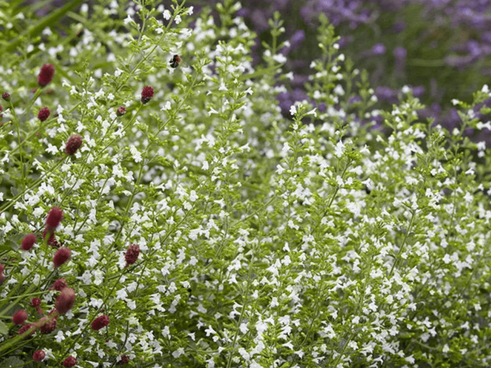 Catmint 
