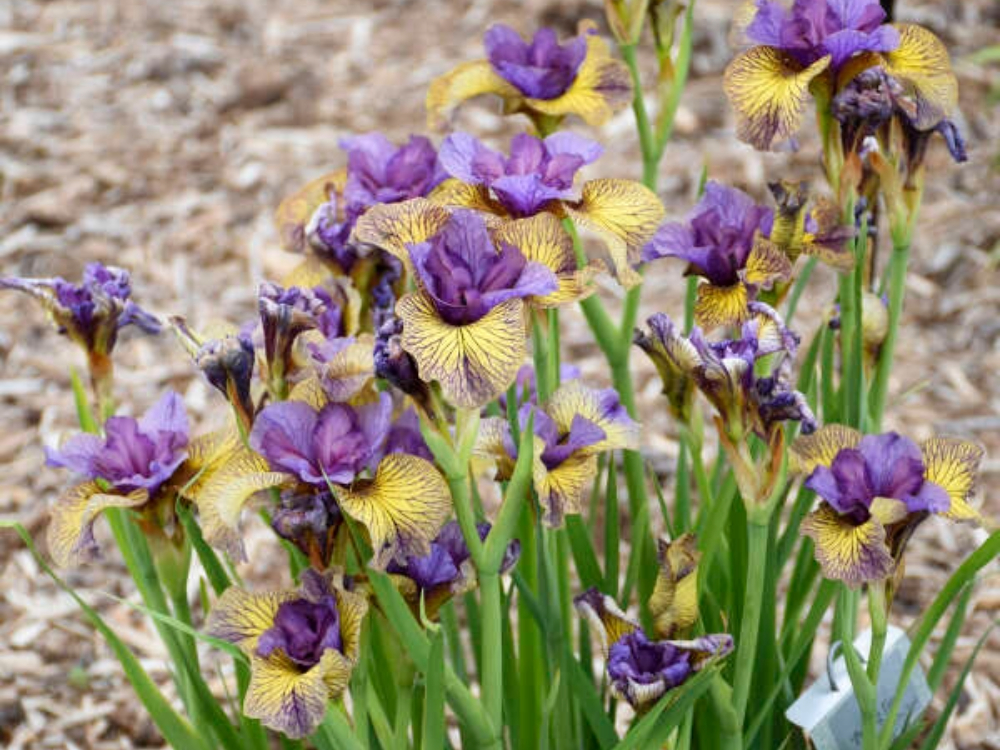 Iris