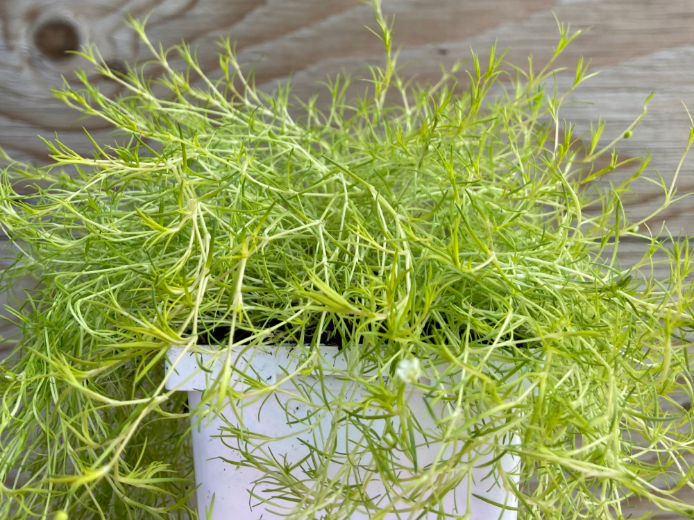Scotch Moss